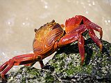 Galapagos 1-2-04 Bachas Sally Lightfoot Crab